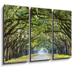 Obraz 3D tdln - 105 x 70 cm F_BB76209403 - Country Road Lined with Oaks in Savannah, Georgia