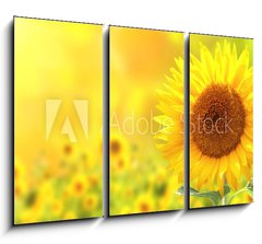 Obraz 3D tdln - 105 x 70 cm F_BB76362209 - Sunflowers