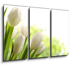 Obraz 3D tdln - 105 x 70 cm F_BB76412500 - White Tulips