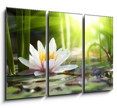 Obraz 3D tdln - 105 x 70 cm F_BB76650282 - lotus flower