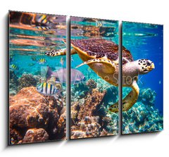 Obraz 3D tdln - 105 x 70 cm F_BB77146644 - Hawksbill Turtle - Eretmochelys imbricata