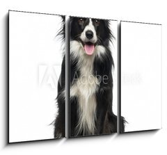 Obraz 3D tdln - 105 x 70 cm F_BB77673572 - Border Collie (2 years old)