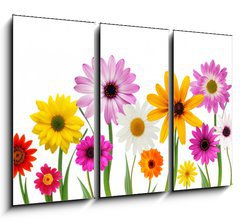 Obraz 3D tdln - 105 x 70 cm F_BB7866722 - Summer daisies