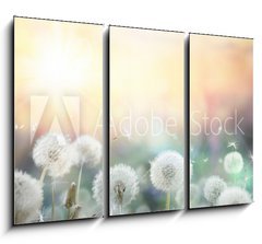 Obraz 3D tdln - 105 x 70 cm F_BB79562753 - field of dandelion in sunset - bokeh and allergy