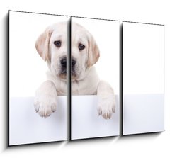 Obraz 3D tdln - 105 x 70 cm F_BB80290428 - Puppy dog holding sign or banner isolated