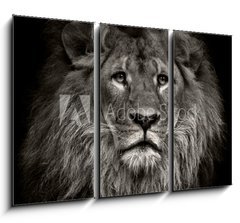 Obraz 3D tdln - 105 x 70 cm F_BB80704831 - arrogant lion