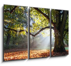 Obraz 3D tdln - 105 x 70 cm F_BB80921295 - mighty oak tree - mocn dub