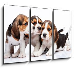 Obraz 3D tdln - 105 x 70 cm F_BB82868571 - Beagle puppies on white background