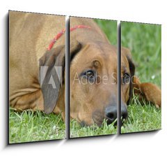 Obraz 3D tdln - 105 x 70 cm F_BB83953223 - dog on the grass