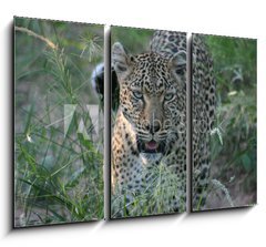 Obraz 3D tdln - 105 x 70 cm F_BB8415986 - leopard