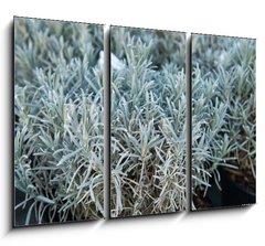 Obraz   Lavender in a flower shop., 105 x 70 cm
