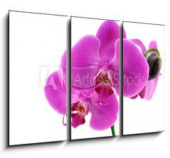 Obraz   Orchidea fiorita, 105 x 70 cm