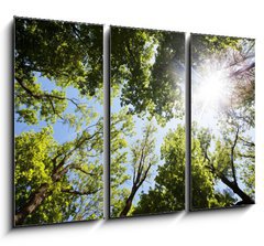 Obraz 3D tdln - 105 x 70 cm F_BB86048117 - A ray of sunlight in the trees - Slunen paprsky ve stromu