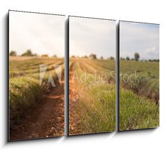 Obraz 3D tdln - 105 x 70 cm F_BB86512213 - Harvested lavender field