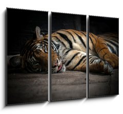 Obraz 3D tdln - 105 x 70 cm F_BB86701191 - bengal tiger sleeping