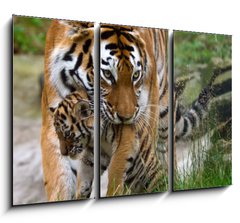 Obraz 3D tdln - 105 x 70 cm F_BB8785613 - Siberian tiger with a baby between her teeth - Sibisk tygr s dttem mezi zuby