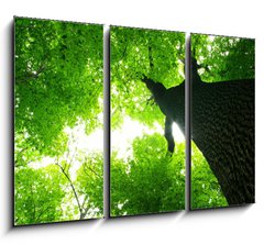 Obraz 3D tdln - 105 x 70 cm F_BB9016603 - green leaves