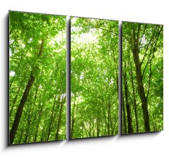 Obraz 3D tdln - 105 x 70 cm F_BB9130682 - sunlight in trees of green forest