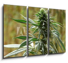 Obraz 3D tdln - 105 x 70 cm F_BB9135010 - cannabis