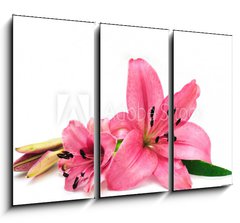 Obraz 3D tdln - 105 x 70 cm F_BB9265067 - Pink lily