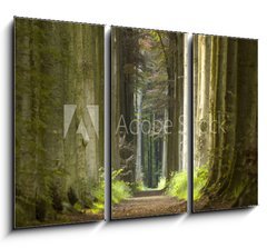 Obraz   nature pathway, 105 x 70 cm