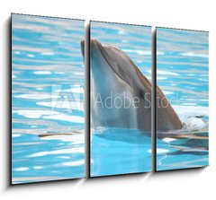 Obraz 3D tdln - 105 x 70 cm F_BB95423 - delfn - dolphin