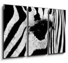 Obraz   zebra in field, 105 x 70 cm