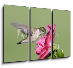 Obraz 3D tdln - 105 x 70 cm F_BB9628124 - Juvenile Ruby-throated Hummingbird (archilochus colubris)