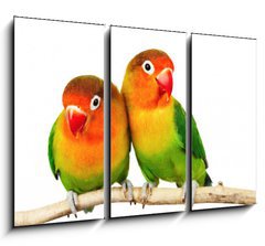 Obraz 3D tdln - 105 x 70 cm F_BB9682324 - Pair of lovebirds agapornis-fischeri isolated on white