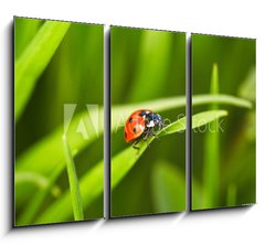 Obraz   Ladybug, 105 x 70 cm