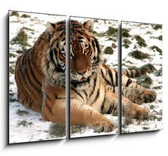 Obraz 3D tdln - 105 x 70 cm F_BB9779965 - Tiger