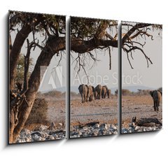 Obraz 3D tdln - 105 x 70 cm F_BB98815534 - Elefantenherde verl  sst das Wasserloch  Etosha  Namibia