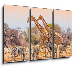 Obraz 3D tdln - 105 x 70 cm F_BB99320619 - Giraffes and zebras at waterhole