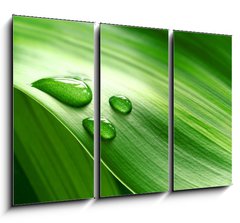 Obraz 3D tdln - 105 x 70 cm F_BB9939656 - Close-up of green plant leaf