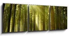 Obraz 3D třídílný - 150 x 50 cm F_BM10017097 - Pine forest with the last of the sun shining through the trees. - Borový les s posledním sluncem, které září stromy.