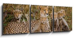 Obraz 3D třídílný - 150 x 50 cm F_BM100367879 - Mother cheetah and her cubs in the savannah. Kenya. Tanzania. Africa. National Park. Serengeti. Maasai Mara. An excellent illustration. - Matka gepard a její mláďata v savaně. Keňa. Tanzanie. Afrika. Národní park. Serengeti. Maasai Mara. Vynikající ilustrace.