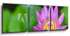 Obraz 3D třídílný - 150 x 50 cm F_BM100962988 - Beautiful lotus bloom bright - Krásný lotus kvetou jasně