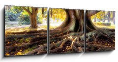 Obraz   Centenarian tree with large trunk and big roots above the ground, 150 x 50 cm