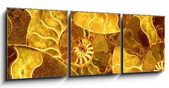 Obraz   ammonite nautilus sea shell fossil background, 150 x 50 cm