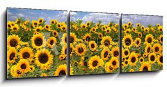 Obraz 3D tdln - 150 x 50 cm F_BM10725175 - Sunflower Farmland With Blue Cloudy Sky