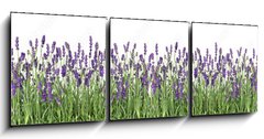 Obraz 3D tdln - 150 x 50 cm F_BM107877649 - Lavender flowers. Fresh lavender plants isolated on white