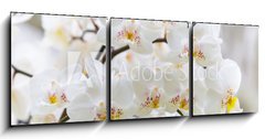 Obraz   Vibrant holiday background with beautiful close up white orchid flower branch , 150 x 50 cm