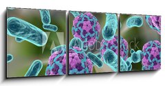 Obraz   Bacteria and hepatitis A virus, 150 x 50 cm