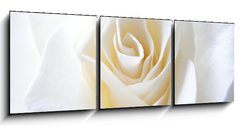 Obraz 3D tdln - 150 x 50 cm F_BM11152099 - Schneeweisschen oder die wei e Rose