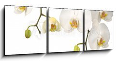 Obraz 3D tdln - 150 x 50 cm F_BM11459178 - White orchid