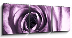 Obraz   Purple rose, 150 x 50 cm