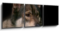Obraz   Wolf / Portrait of wolf on black background., 150 x 50 cm