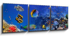 Obraz 3D tdln - 150 x 50 cm F_BM122000347 - Sea corals. Panorama