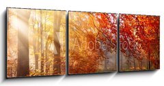 Obraz 3D tdln - 150 x 50 cm F_BM122248477 - Herbst im Wald, mit Lichtstrahlen im Nebel und rotem Laub