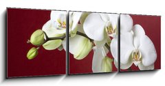 Obraz 3D tdln - 150 x 50 cm F_BM12667683 - orchids